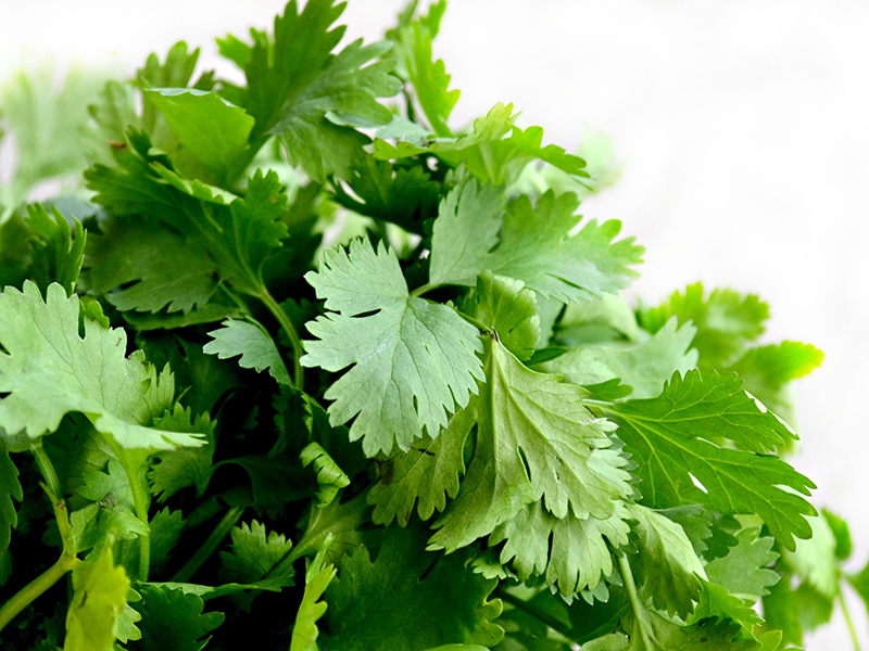 Picture of a bunch of coriander