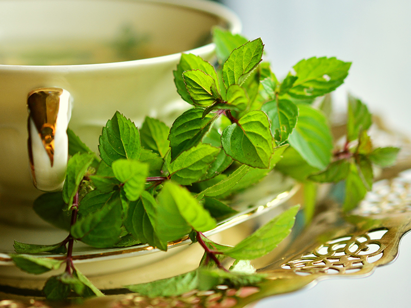 Picture of a peppermint plant next to a cup and saucer of peppermint tea
