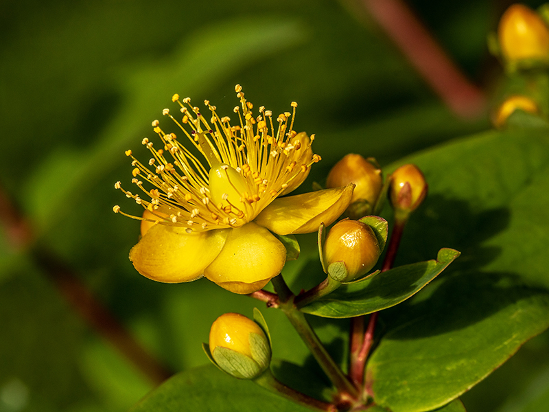 Picture of a St John's Wort flower in the sunshine