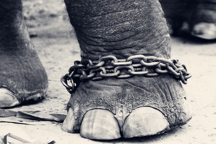 Animals chained.