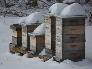 Beehives under snow in a harsh winter. credit: Wikimedia