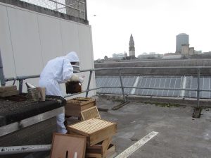 Beekeeping on the roof of the Bute Building. Credit: Sharon McGill