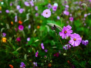Autumn wildflowers, a source of precious nectar for honeybees and other pollinators.