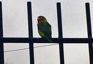 Photograph of lovebird parrot sitting on a metal fence