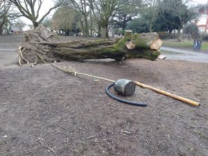 Tree to be planted in Roath Brook Gardens