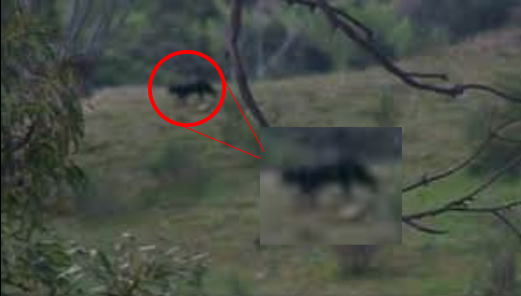 The black figure looked to have a low profile and a a long tail