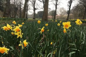 Daffodils in Bute Park on St David's Day