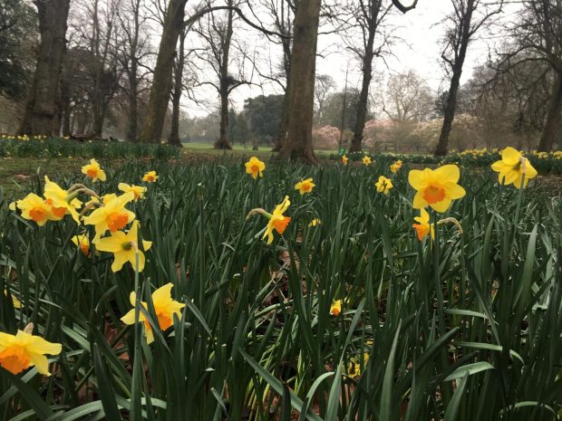 Daffodils in Bute Park on St David's Day