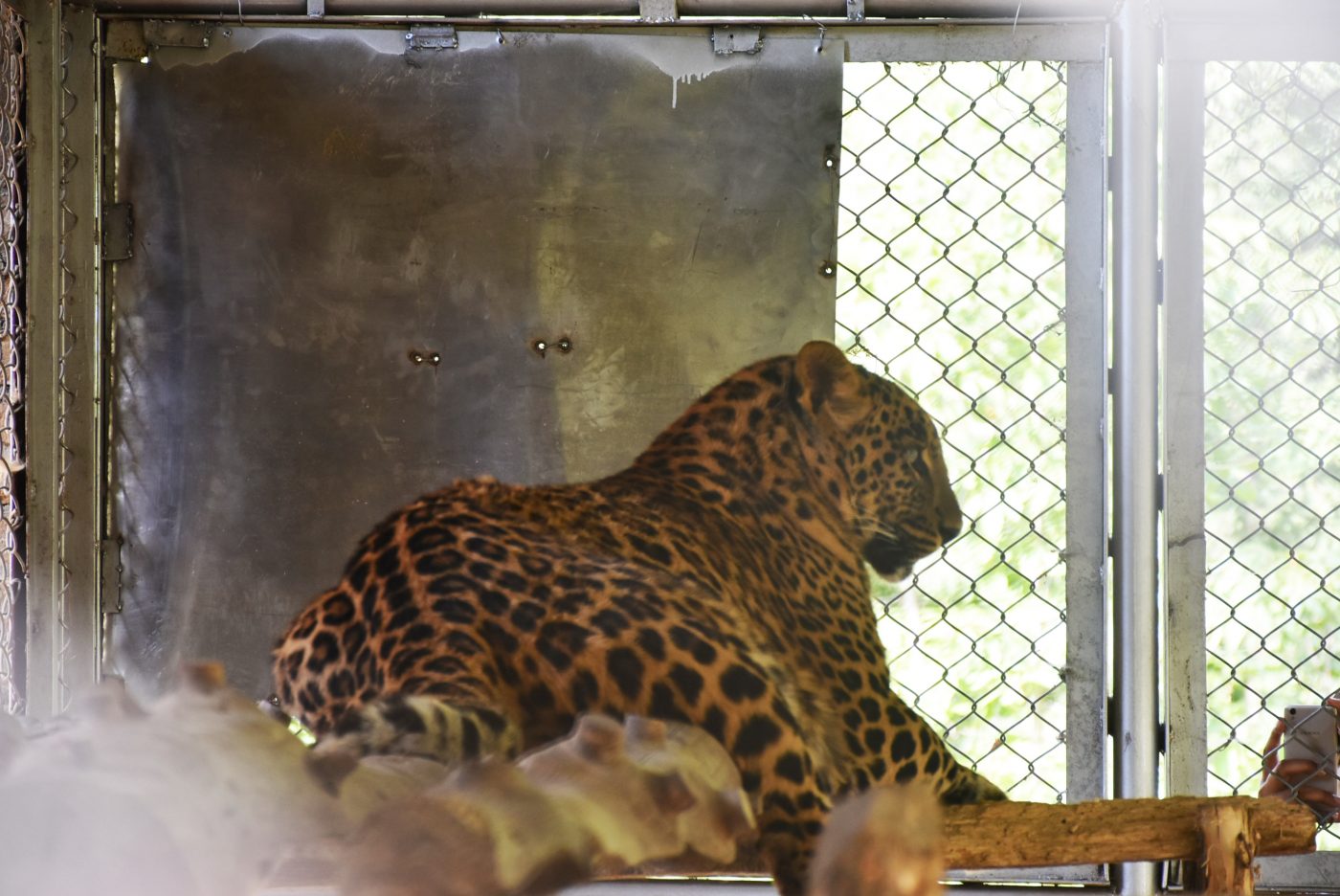The common leopard begins to intrude the snow leopard’s habitat, and