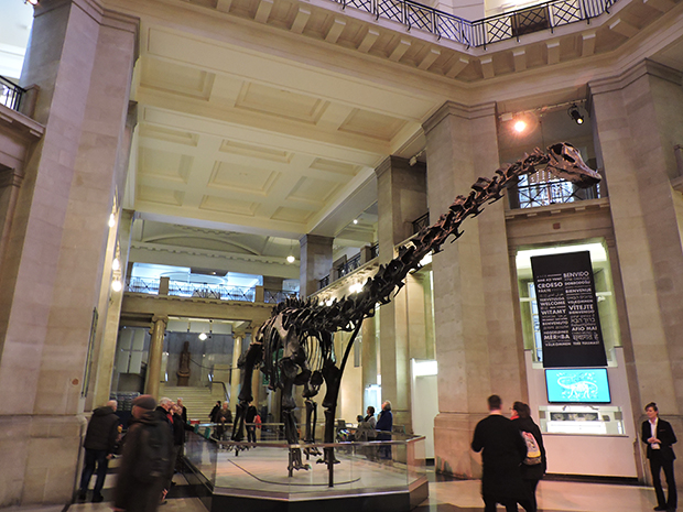 Dippy the Dinosaur in the atrium of the National Museum Cardiff