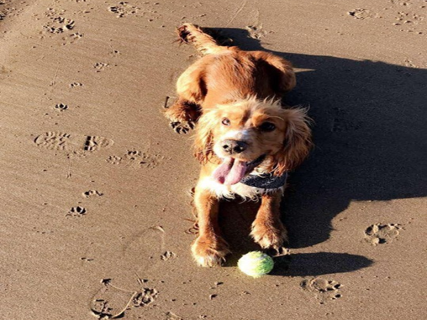 is barry island beach dog friendly